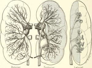 Diseases_of_the_kidneys,_ureters_and_bladder,_with_special_reference_to_the_diseases_of_women_(1922)_(14579502647) الفشل الكلوي
