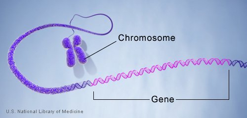 الجينوم